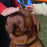 Oscar aka Hulk - doguedebordeaux breed at the KUSA show